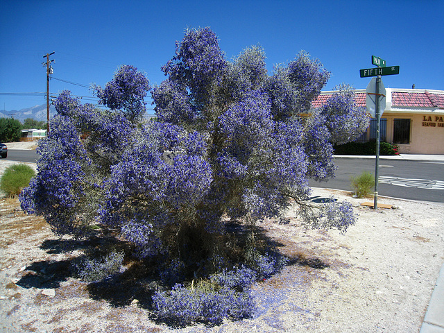 Smoke Tree at Fifth and Palm (5914)