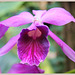 Dendrobium purpurata