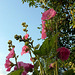 Le bonjour des roses trémières
