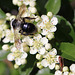 20100615 5298Mw [D~LIP] Sandbiene (Andrena cineraria), Brauner Weichkäfer (Rhagonycha fulva), Bad Salzuflen