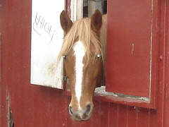 Le cheval sympatique / Friendly horse