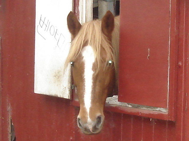 Le cheval sympatique / Friendly horse