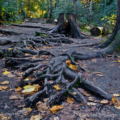 Are These the Roots of All Evil? Linville Falls, Blue Ridge Parkway, NC
