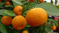 The mandarin orange (Citrus reticulata)