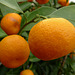 The mandarin orange (Citrus reticulata)