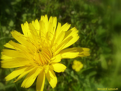 Fleur du liondent d'automne (Leontodon autumnalis)