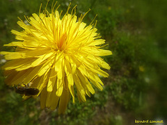 Fleur du liondent d'automne (Leontodon autumnalis)
