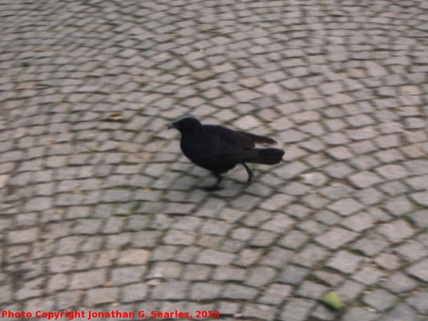 Raven in the Old Botanical Garden, Munchen (Munich), Bayern, Germany, 2010