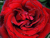 Au nom de la rose...The name of the rose