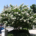 03.Tree.WhiteFlowers.16P.NW.WDC.18June2010