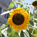 02.SunflowerGarden.16P.NW.WDC.18June2010