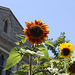 03.SunflowerGarden.16P.NW.WDC.18June2010