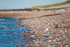 Herring gull on a rocky beach