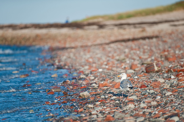 Herring gull on a rocky beach