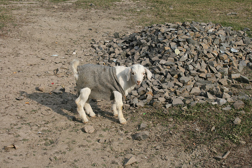 A Tee-shirt Clad Goat