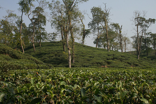 Tea Plantations