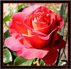 Une Rose Rouge
