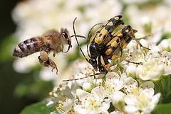 20100616 5415Mw [D~LIP] Honigbiene, Gefleckter Schmalbock (Strangalia maculata), Bad Salzufeln