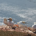 Northern Gannets
