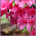 Rhododendron/Azalee