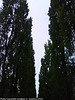 Trees on Leopoldstrasse, Picture 2 Munchen (Munich), Bayern, Germany, 2010