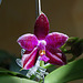 Phalaenopsis Lyndon Jennifer Vase