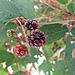 Blackberries Ripening