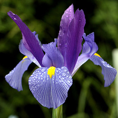 Iris hollandica bleu