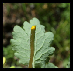 Chelidonium majus Chelidonium majus