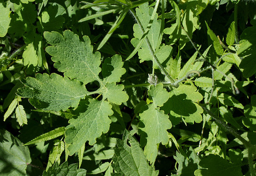 Chelidonium majus (4) Chelidonium majus (4)