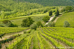 Chianti wine country 052614