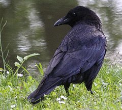 20100521 4100Aw [D~LIP] Rabenkrähe, Landschaftsgarten, Bad Salzuflen