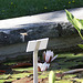 20100616 5827Aw [D~BI] Vierfleck (Libellula quadrimaculata), Weiße Seerose, Botanischer Garten, Bielefeld