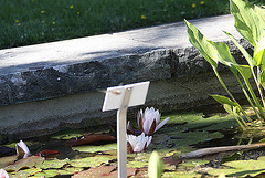 20100616 5828Aw [D~BI] Vierfleck (Libellula quadrimaculata), Weiße Seerose, Botanischer Garten, Bielefeld