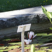 20100616 5828Aw [D~BI] Vierfleck (Libellula quadrimaculata), Weiße Seerose, Botanischer Garten, Bielefeld