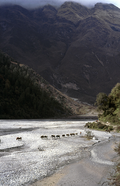 Mule train - Kali Gandaki