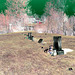 Old Burt cemetery /  Cimetière Old Burt - Près de Essex, NY- USA.  23 avril 2010 -  Négatif RVB
