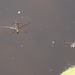 20100616 5836Aw [D~BI] Rückenschwimmer (Notonecta glauca), Teichläufer (Hydrometra stagnorum), Botanischer Garten, Bielefeld