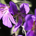 20100616 5860Mw [D~BI] Blume, Botanischer Garten, Bielefeld