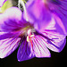 20100616 5861Mw [D~BI] Blume, Botanischer Garten, Bielefeld