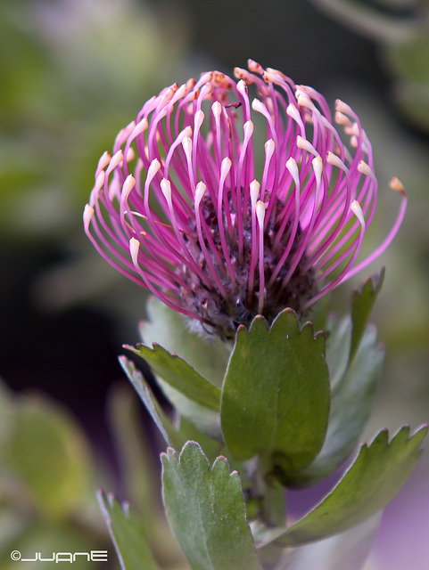 Protea. (Pincushion Protea)