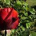 Pour vous, mes amies les plus chères, la première rose de mon jardin