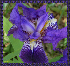 Iris Bleu 2