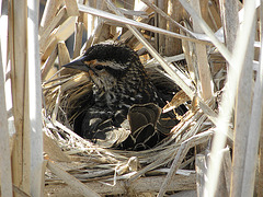 Carouge ( femelle ) dans son nid