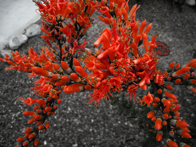 Ocotillo Blossoms (5664A)