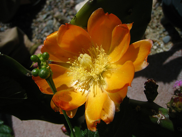 Cactus Flower (5748)