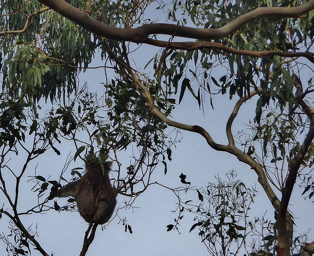 Otway koala