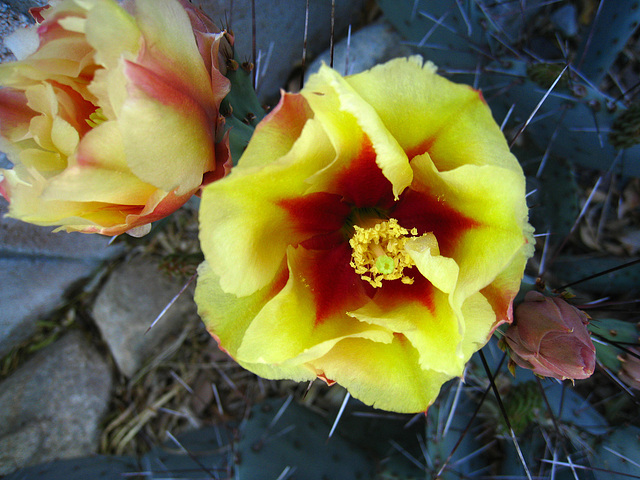 Cactus Flowers (5657)