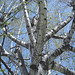 Bouleau et ciel bleu /  Silver birch and blue sky - 23 avril 2010