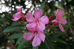 Oleander Bloom (6724)